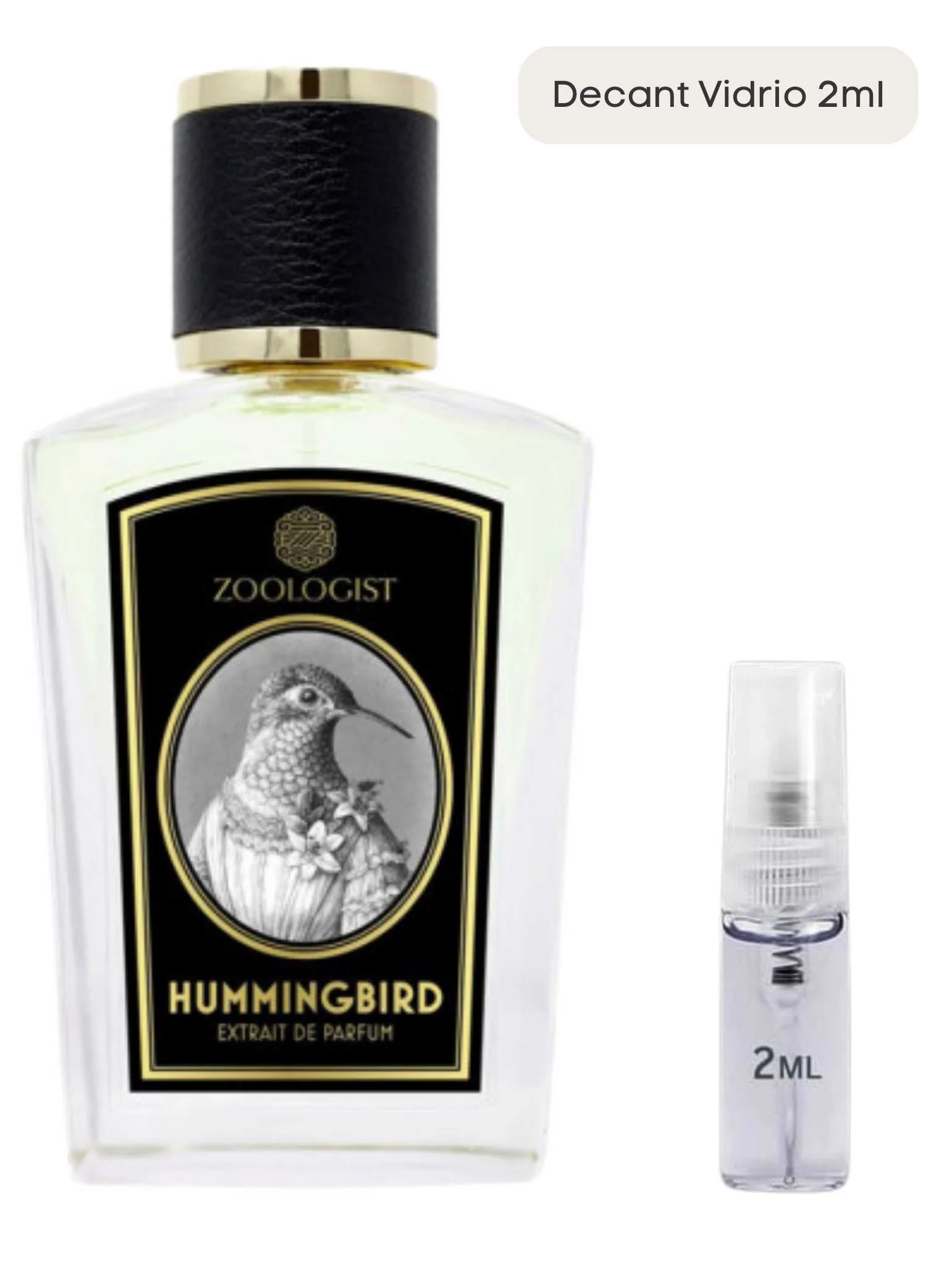 Hummingbird - Zoologist - Image 4