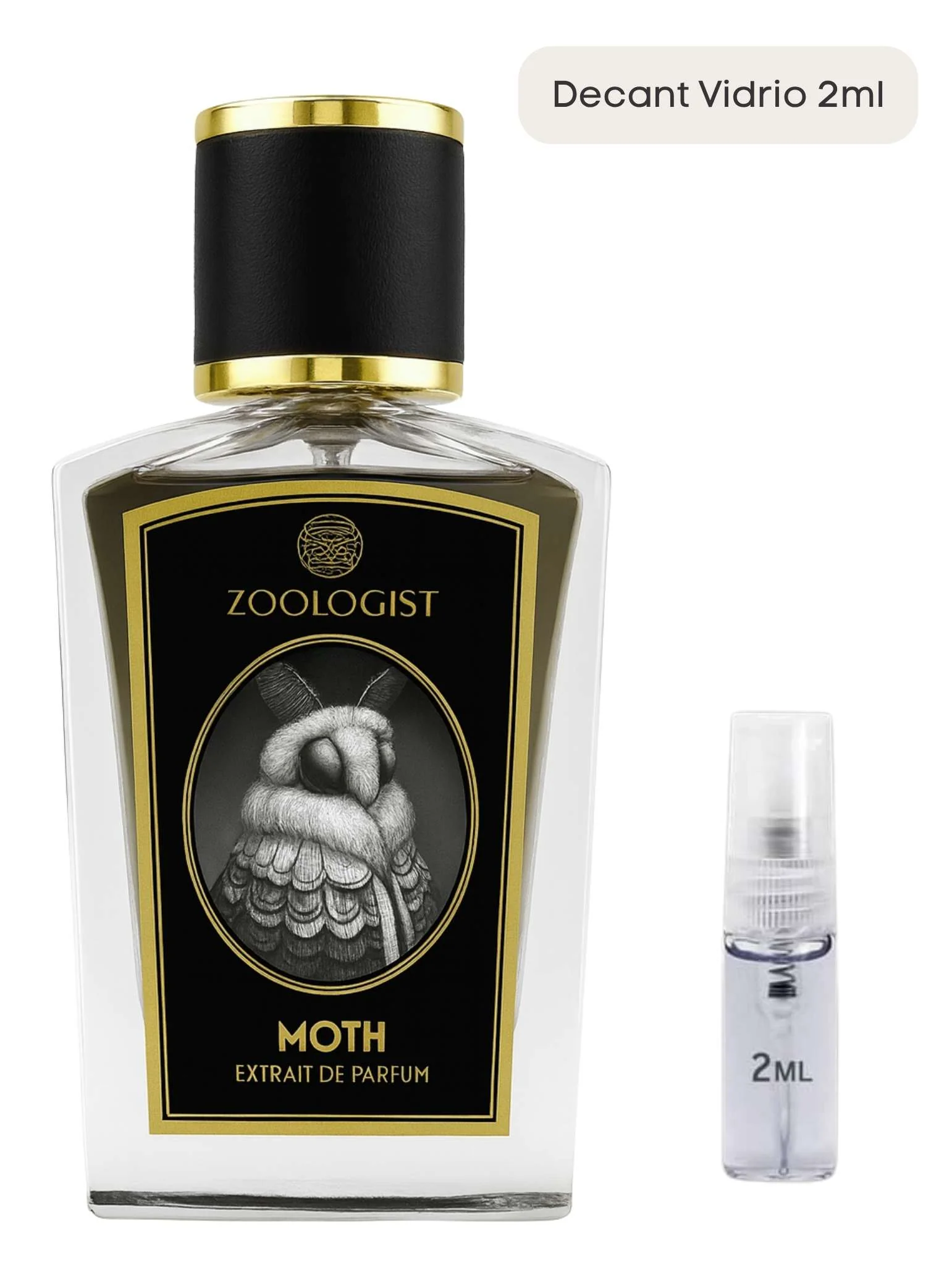 Moth - Zoologist - Image 4